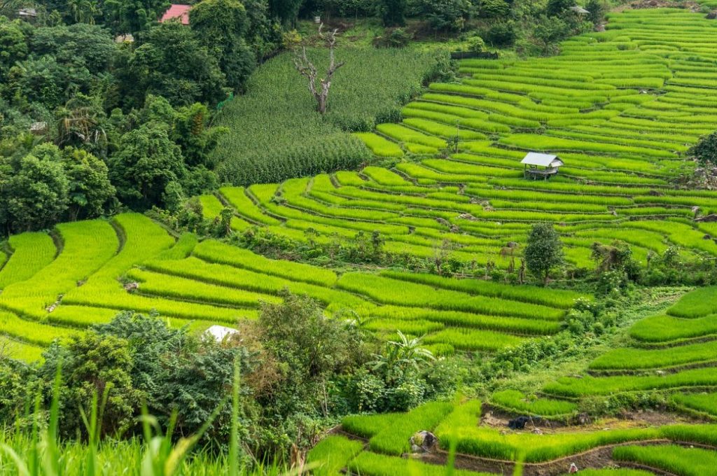 rijstvelden bij Chiang Mai